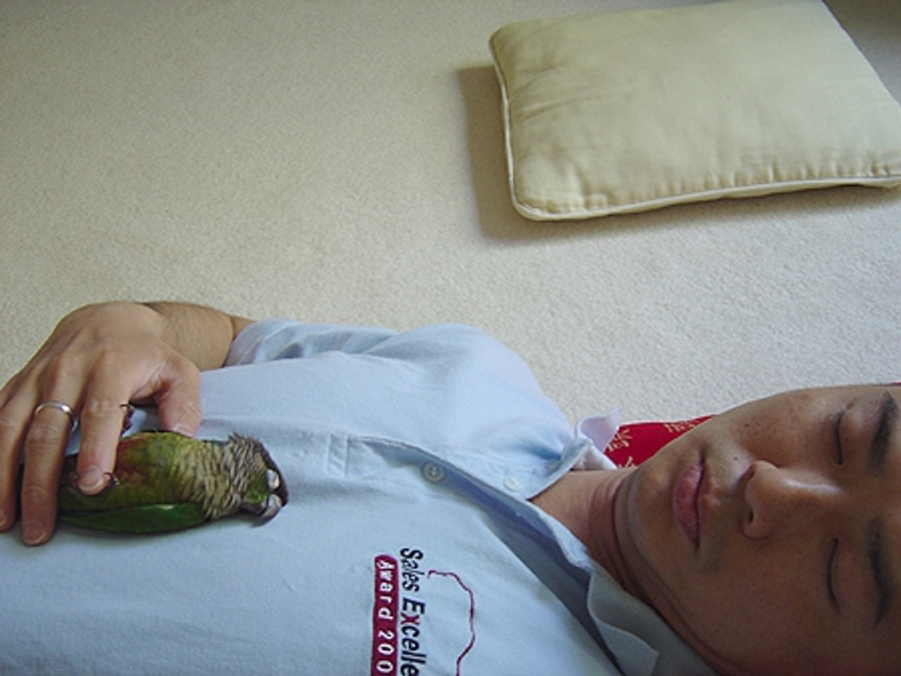 Wasabi, the Green Cheeked Conure, taking nap